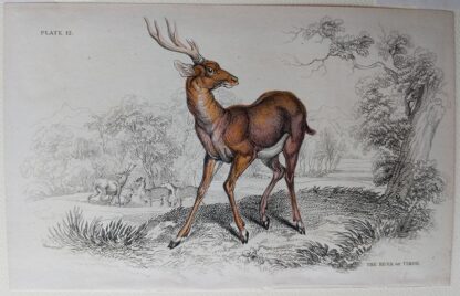 Naturalist's Library antique print of The Rusa of Timor, by Sir William Jardine and engraver W.H. Lizars