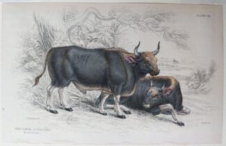 Naturalist's Library antique print of The Gayal (Silhet Cattle), by Sir William Jardine and engraver W.H. Lizars