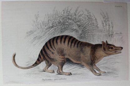 Naturalist's Library antique print of Thylacinus Cynopephalus (Marsupial), by Sir William Jardine and engraver W.H. Lizars