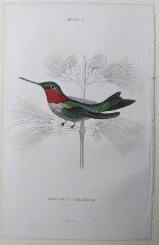 Naturalist's Library antique print of Trochilus Colubris (Northern Hummingbird), by Sir William Jardine and engraver W.H. Lizars