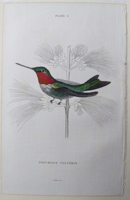 Naturalist's Library antique print of Trochilus Colubris (Northern Hummingbird), by Sir William Jardine and engraver W.H. Lizars