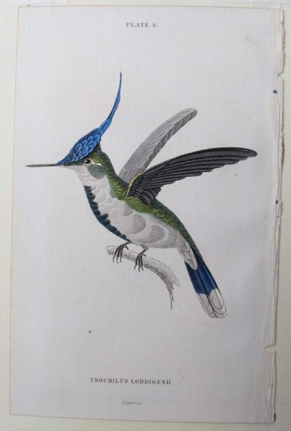 Naturalist's Library antique print of Trochilus Loddigesh (Loddiges Hummingbird), by Sir William Jardine and engraver W.H. Lizars