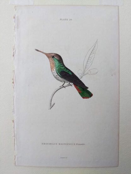 Naturalist's Library antique print of Trochilus Magnificus (Magnificent Hummingbird), by Sir William Jardine and engraver W.H. Lizars