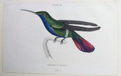 Naturalist's Library antique print of Trochilus Mango (Mango Hummingbird), by Sir William Jardine and engraver W.H. Lizars