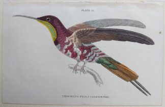 Naturalist's Library antique print of Trochilus Pella (Topaz-throated Hummingbird), by Sir William Jardine and engraver W.H. Lizars