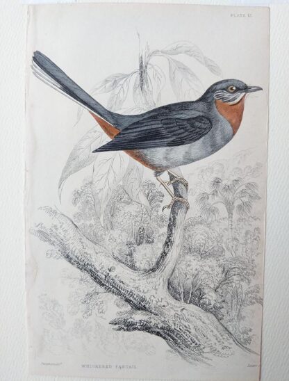 Naturalist's Library antique print of Whiskered Fantail, by Sir William Jardine and engraver W.H. Lizars