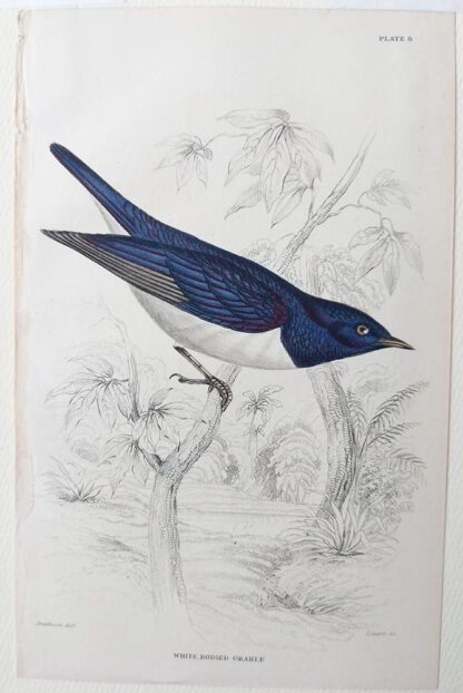 Naturalist's Library antique print of White-bodied Grakle, by Sir William Jardine and engraver W.H. Lizars
