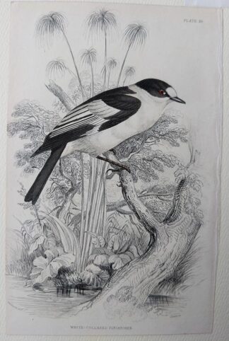 Naturalist's Library antique print of White-collared Flycatcher, by Sir William Jardine and engraver W.H. Lizars