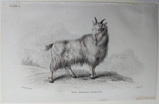 Naturalist's Library antique print of Wool Bearing Antelope, by Sir William Jardine and engraver W.H. Lizars