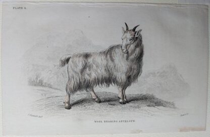 Naturalist's Library antique print of Wool Bearing Antelope, by Sir William Jardine and engraver W.H. Lizars