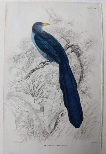 Jardine print of Yellow-billed Coucal, plate 19 from Naturalist's Library