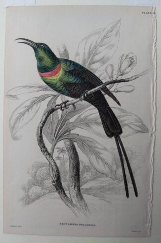 Naturalist's Library antique print of Nectarinia Pulchella (Red-breasted Sun Bird), by Sir William Jardine and engraver W.H. Lizars