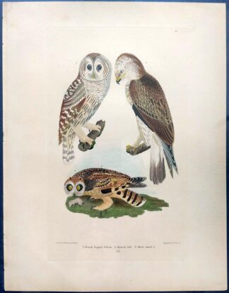 Original Alexander Wilson print of Rough-legged FAlcon, Barred Owl, Short eared Owl from American Ornithology, 1876 edition