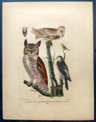 Original Alexander Wilson print of Great Horned Owl, Barn Owl from American Ornithology, 1876 edition
