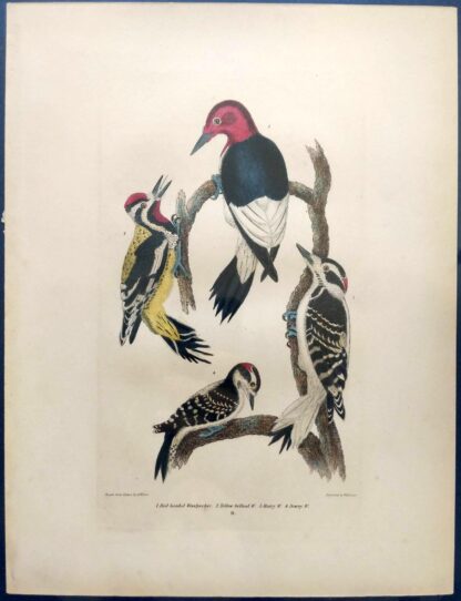Original Alexander Wilson print of Woodpeckers from American Ornithology, 1876 edition