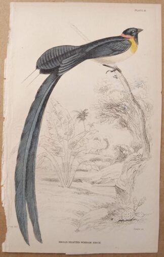 Naturalist's Library antique print of Broad Shafted Whidah Finch, by Sir William Jardine and engraver W.H. Lizars