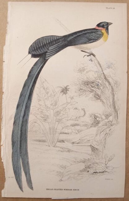 Naturalist's Library antique print of Broad Shafted Whidah Finch, by Sir William Jardine and engraver W.H. Lizars