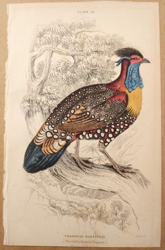 Naturalist's Library antique print of Golden-breasted Tragopan, by Sir William Jardine and engraver W.H. Lizars