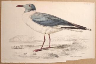 Naturalist's Library antique print of Grey Cap'd Gull, by Sir William Jardine and engraver W.H. Lizars