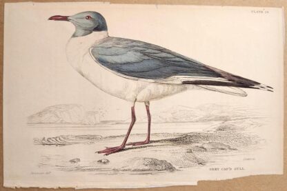 Naturalist's Library antique print of Grey Cap'd Gull, by Sir William Jardine and engraver W.H. Lizars