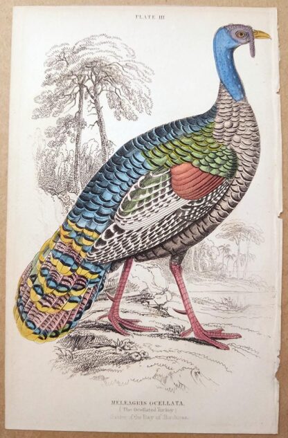 Naturalist's Library antique print of The Ocellated Turkey, by Sir William Jardine and engraver W.H. Lizars