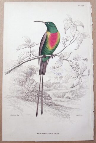 Naturalist's Library antique print of Red-breasted Sunbird, by Sir William Jardine and engraver W.H. Lizars