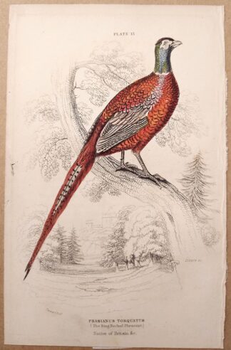 Naturalist's Library antique print of Ring-Necked Pheasant, by Sir William Jardine and engraver W.H. Lizars