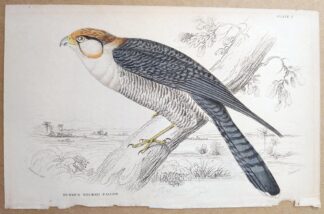 Naturalist's Library antique print of Rufous Necked Falcon, by Sir William Jardine and engraver W.H. Lizars
