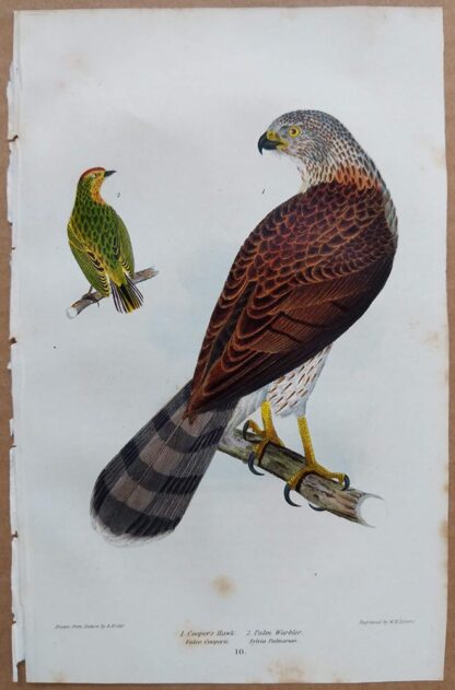 Continuation Plate 10 of Coopers Hawk, Palm Warbler from American Ornithology by Alexander Wilson, 1832
