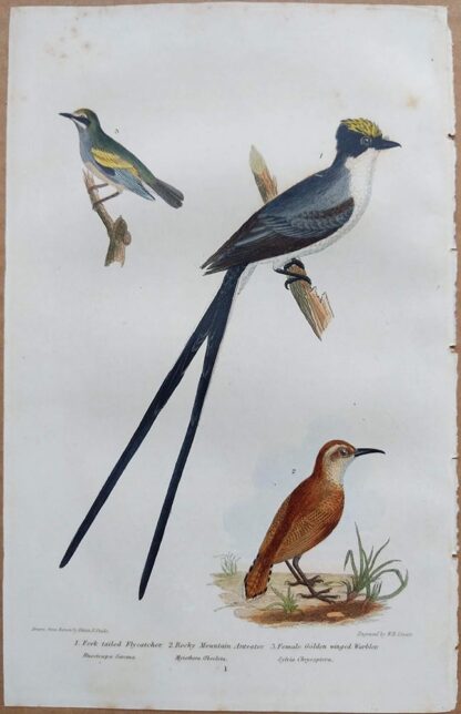 Continuation Plate 1 of Fork-tailed Flycatcher Rocky Mountain Anteater, Female Golden Winged Warbler from American Ornithology by Alexander Wilson, 1832