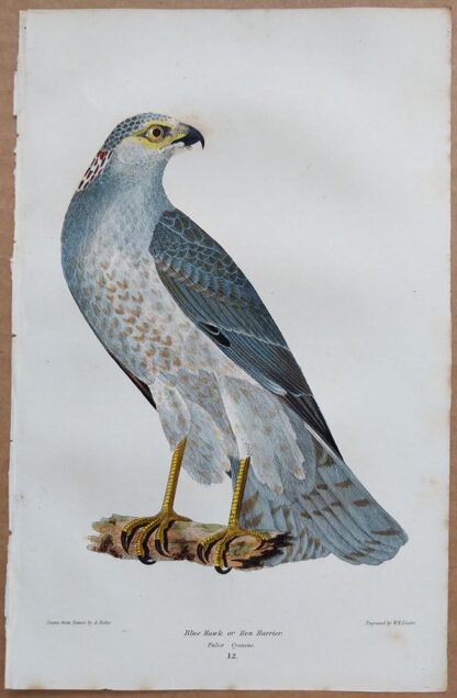 Continuation Plate 12 of Blue Hawk from American Ornithology by Alexander Wilson, 1832
