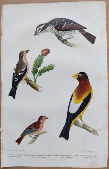 Continuation Plate 15 of Evening Grosbeak, Indigo Finch from American Ornithology by Alexander Wilson, 1832