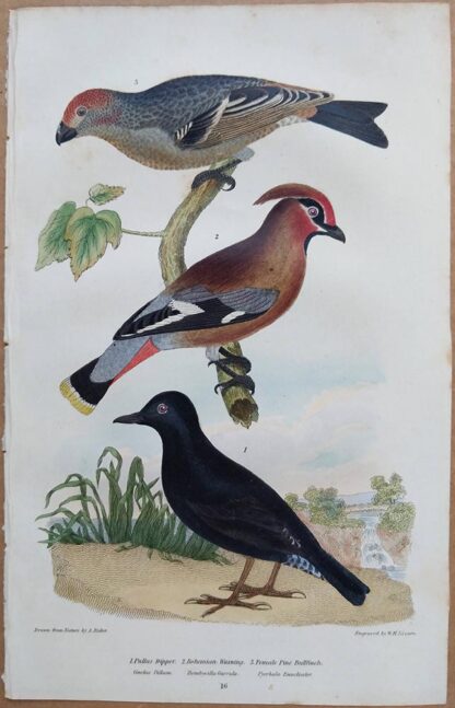 Continuation Plate 16 of Pallas Dipper, Bohemian Waxwing, Bullfinch from American Ornithology by Alexander Wilson, 1832