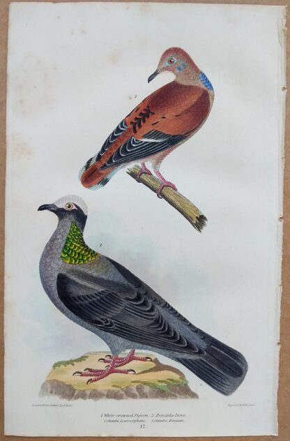 Continuation Plate 17 of White-crowned Pigeon, Zenaida Dove from American Ornithology by Alexander Wilson, 1832