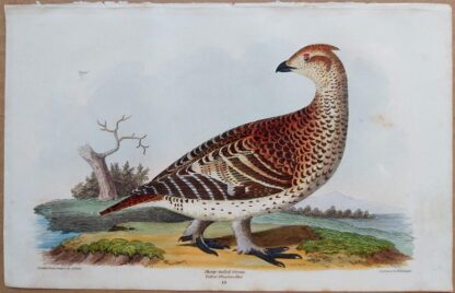 Continuation Plate 19 of Sharp-tailed Grouse from American Ornithology by Alexander Wilson, 1832