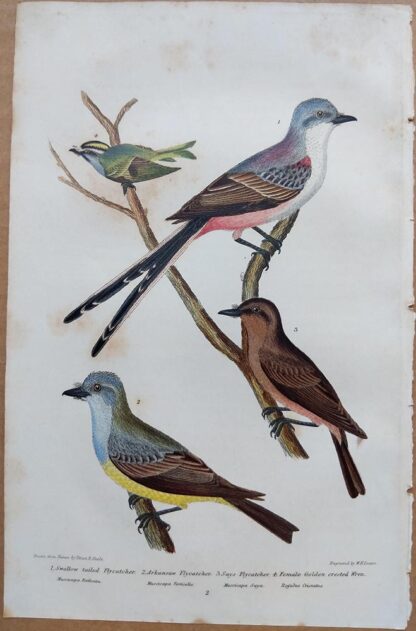 Continuation Plate 2 of Swallow-tailed Flycatcher, Golden-crested Wren from American Ornithology by Alexander Wilson, 1832