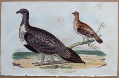 Continuation Plate 21 of Cock of the Plains, Spotted Grous (Grouse) from American Ornithology by Alexander Wilson, 1832
