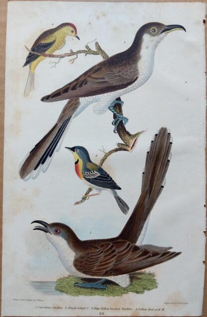 Plate 28 of the Carolina Cuckoo, Black-billed Cuckoo, Warblers from American Ornithology by Alexander Wilson, 1832