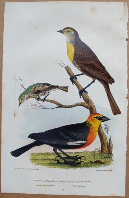 Continuation Plate 3 of Yellow-headed Blackbird, Cape May Warbler from American Ornithology by Alexander Wilson, 1832