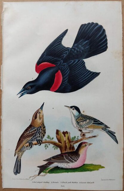 Plate 30 of the Red-winged Starling, Warbler, Red Poll from American Ornithology by Alexander Wilson, 1832