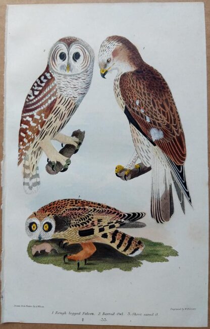 Plate 33 of the Rough-legged Falcon, Barred Owl, Short Eared Owl from American Ornithology by Alexander Wilson, 1832