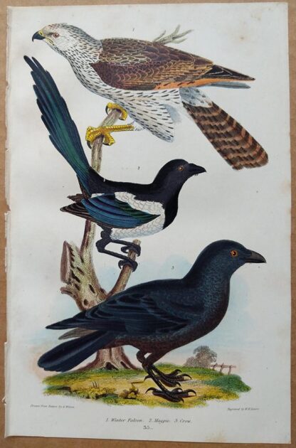 Plate 35 of the Winter Falcon, Magpie, Crow from American Ornithology by Alexander Wilson, 1832