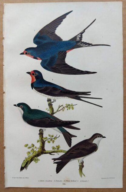 Plate 38 of the Barn Swallow from American Ornithology by Alexander Wilson, 1832