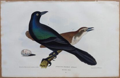 Continuation Plate 4 of Great Crow Blackbird, Female from American Ornithology by Alexander Wilson, 1832