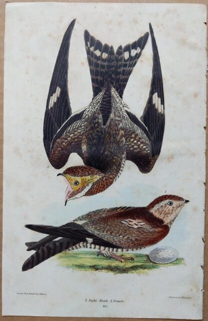 Plate 40 of the Night Hawk from American Ornithology by Alexander Wilson, 1832