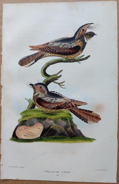 Plate 41 of the Whip Poor Will from American Ornithology by Alexander Wilson, 1832