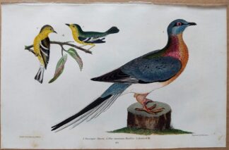 Plate 44 of the Passenger Pigeon, Blue-mountain Warbler from American Ornithology by Alexander Wilson, 1832