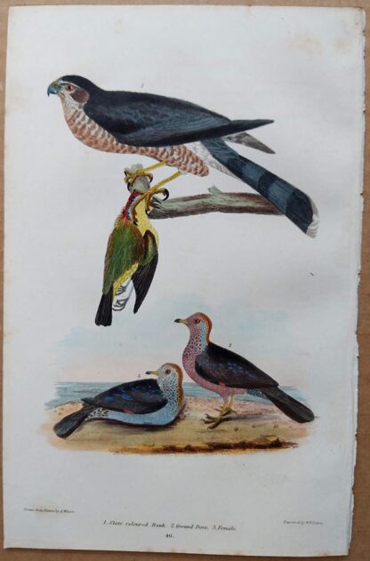 Plate 46 of the Slate-coloured Hawk, Ground Dove from American Ornithology by Alexander Wilson, 1832