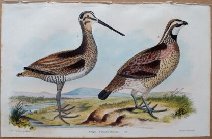 Plate 47 of the Snipe, Quail or Partridge from American Ornithology by Alexander Wilson, 1832