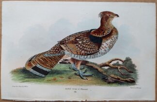 Plate 49 of the Ruffed Grouse or Pheasant from American Ornithology by Alexander Wilson, 1832